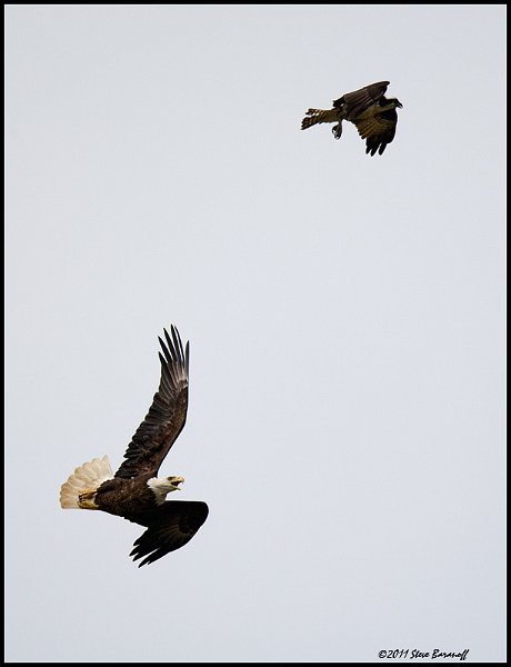 _1SB9249 osprey harrassing bald eagle.jpg
